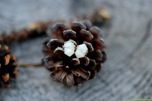 Pike Studs - Mother of Pearl